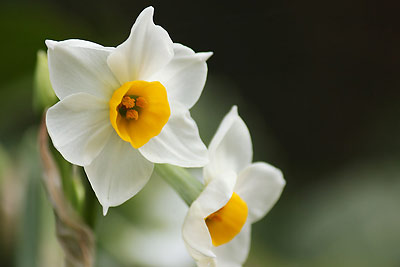 ���{����