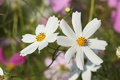 �H��(�R�X���X)