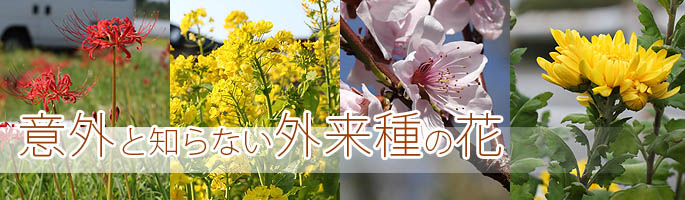 �ӊO�ƒm��Ȃ��O����̉�